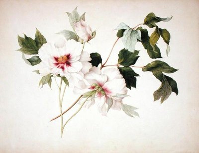 Paeonia suffruticosa da Lucy Cust