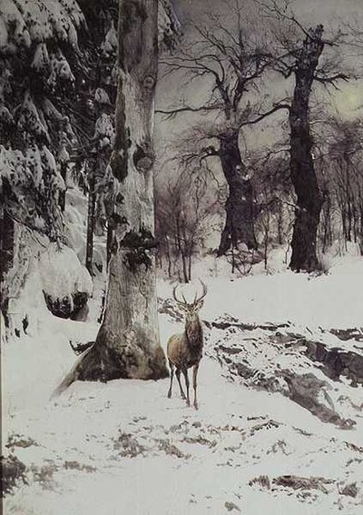 Un cervo in un bosco innevato da Ludwig Fromme