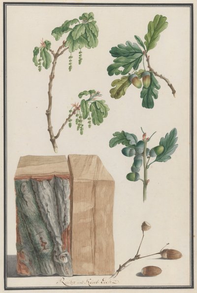 Studi dei fiori, frutti e tronco di una quercia inglese da Ludwig Pfleger