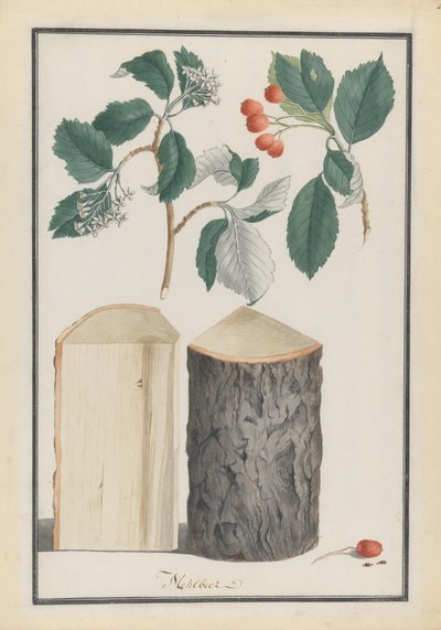 Studi delle foglie, fiori, frutti e tronco di un sorbo Sorbus subgenus Aria da Ludwig Pfleger