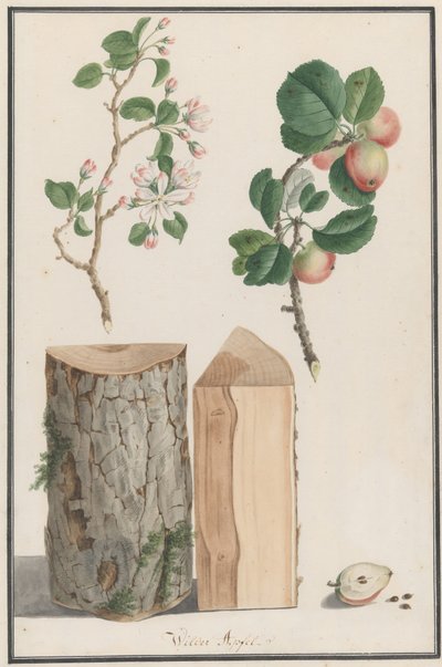 Studi del tronco, fiori e frutti di un melo selvatico Malus sylvestris, 1788 da Ludwig Pfleger