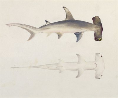 Uno squalo martello, Loheia, precedentemente attribuito a James Bruce (1730-94) da Luigi Balugani