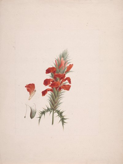 Acanthus Sennii Chiov.: disegno finito con dettagli aggiunti da Luigi Balugani