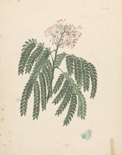 Albizia gummifera (J.F.Gmel.) C.A. Sm. (Albero di Albizia Gommosa): disegno finito con lievi variazioni nella testa fiorita da Luigi Balugani