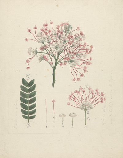 Albizia gummifera: disegno finito di testa fiorita di germoglio, con dettagli di infiorescenza, fiori e foglia da Luigi Balugani