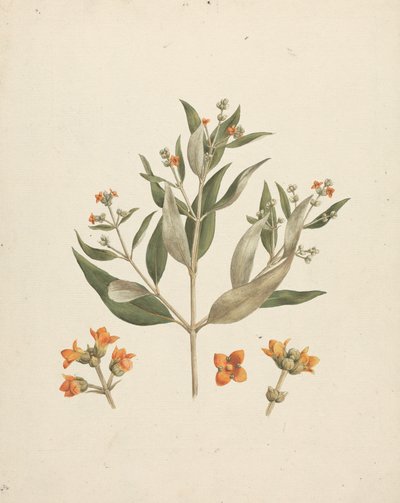 Avicennia marina (Forssk.) Vierh. (Mangrovia bianca): disegno finito di germoglio fiorito con dettagli dei fiori da Luigi Balugani