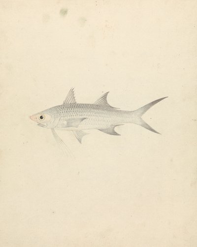 Binney: numero uno (un pesce) da Luigi Balugani