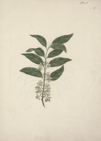 Catha edulis Forssk. (Khath): disegno finito da Luigi Balugani