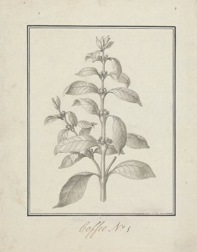 Coffea arabica L. (Caffè Arabica): disegno finito di germoglio foglioso e bacche da Luigi Balugani