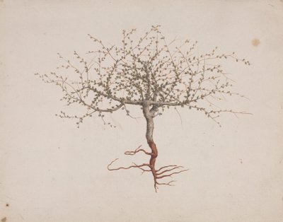Commiphora gileadensis (L.) C. Chr. (Balsamo di Galaad, Opobalsamo): disegno finito dell