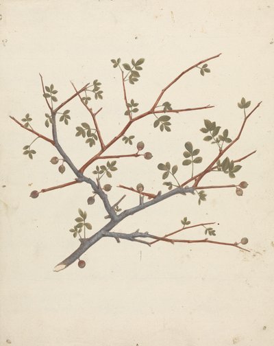 Commiphora gileadensis (Balsamo di Galaad, Opobalsamo): disegno finito di ramo fruttifero da Luigi Balugani