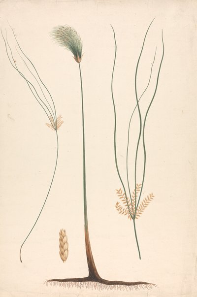 Cyperus papyrus L. (Papyrus Sedge): disegno finito di vapore e testa fiorita, con dettagli dell