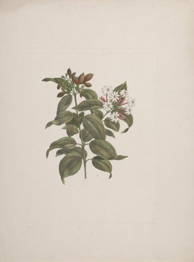 Jasminum dichotomum Vahl (gelsomino africano): disegno finito da Luigi Balugani