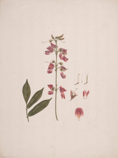 Millettia ferruginea (Hochst.) Baker: disegno finito con alcuni dettagli esclusi da Luigi Balugani