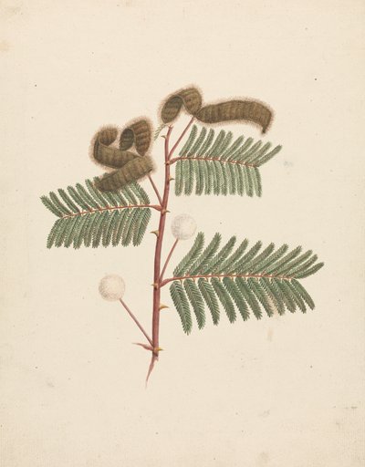 Mimosa pigra (L.): disegno finito da Luigi Balugani