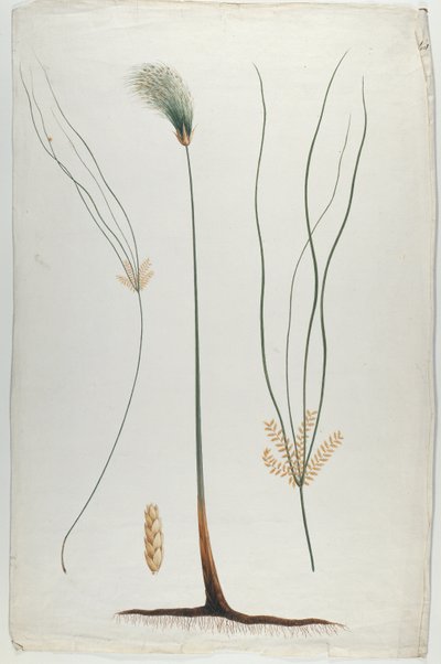 Papyrus (dettaglio della pianta e della radice), dopo James Abyssinian Bruce (1730-94) da Luigi Balugani