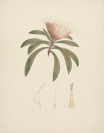 Protea gaguedi J.F. Gmel. (Protea): disegno finito con dettagli floreali da Luigi Balugani