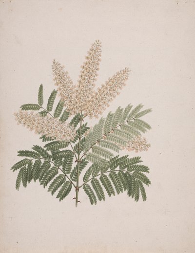 Pterolobium stellatum (Forssk): disegno finito da Luigi Balugani