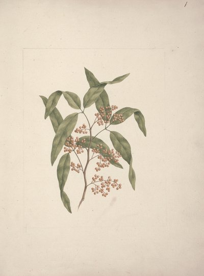 Rhus ? retinorrhoea Oliver: disegno finito da Luigi Balugani