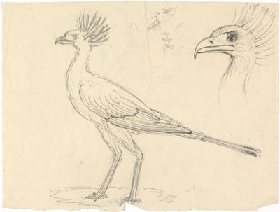 Uccello segretario da Luigi Balugani