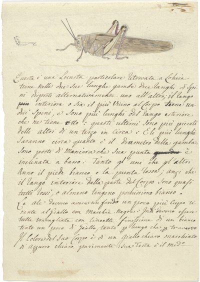 Studio di una locusta, da Miscellaneous Sketches in Wrapper da Luigi Balugani