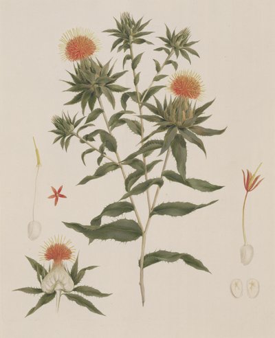 Sussa (Foglie, Fiori e Dettagli) precedentemente attribuito a James Bruce (1730-94) da Luigi Balugani