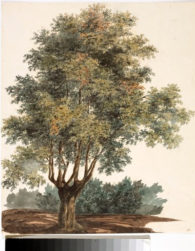 Albero da Luigi Garibbo