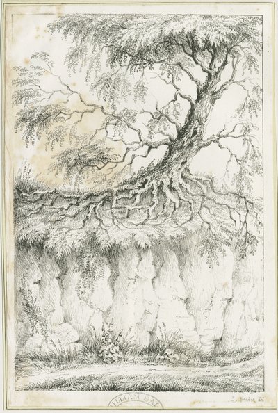 Albero di Dudley da Luke Booker