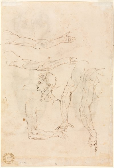 Schizzi di cinque braccia e una testa (verso) da Luzio Romano