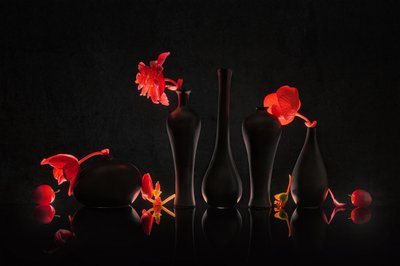 Fiori cremisi in vasi neri da Lydia Jacobs