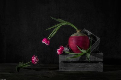 Tulipani scuri e ravanelli da Lydia Jacobs