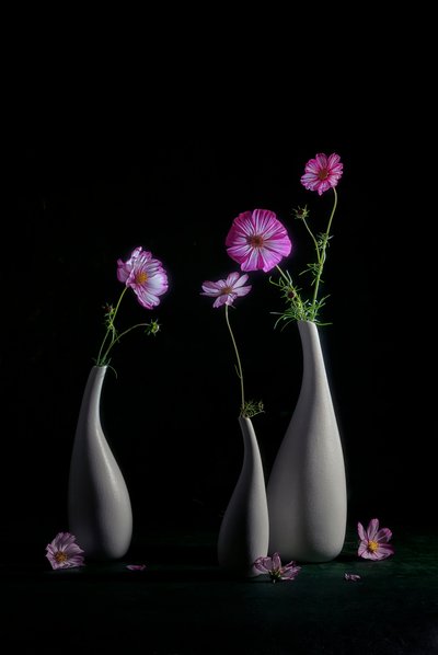 Elegante natura morta con cosmos da Lydia Jacobs