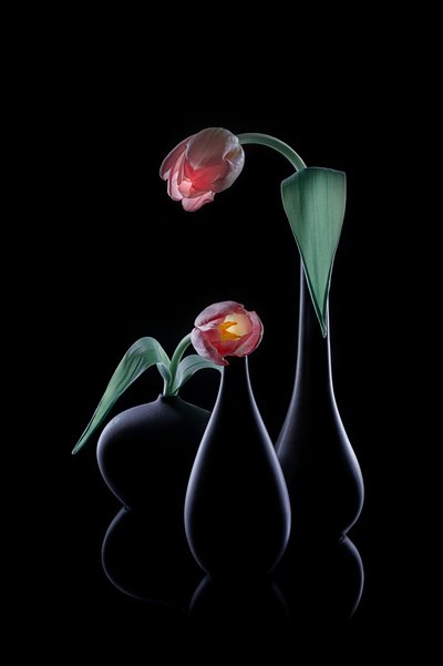 Tulipani eleganti e luminosi da Lydia Jacobs