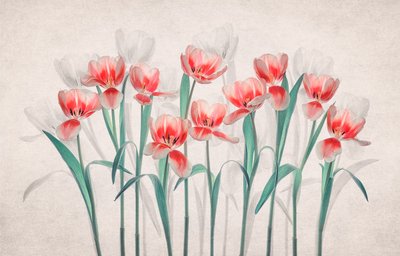 Tulipani rosa eterei da Lydia Jacobs