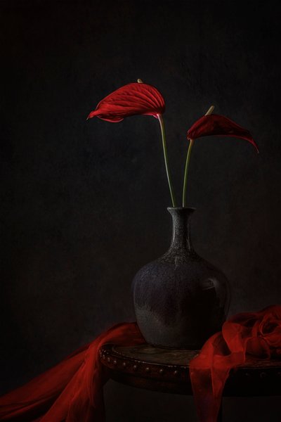 Anthurium rossi Moody da Lydia Jacobs