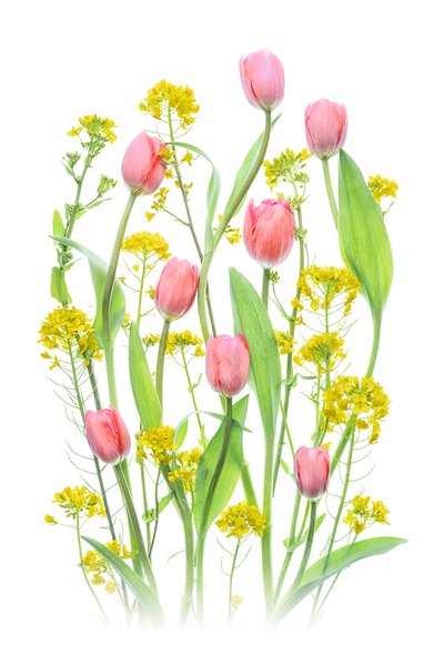 Tulipani rosa e fiori gialli da Lydia Jacobs
