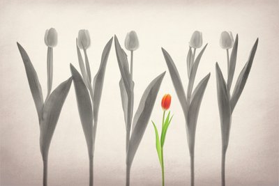 Il tulipano rosso spicca da Lydia Jacobs