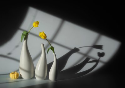 Tulipani illuminati dal sole e ombre da Lydia Jacobs
