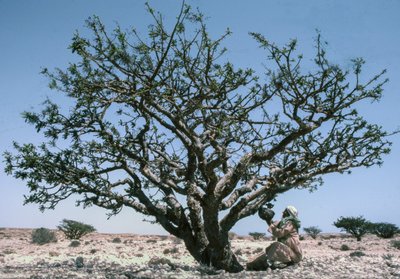 Uomo che raccoglie la resina di incenso aka olibano da un albero di Boswellia in Oman da Lynn Abercrombie