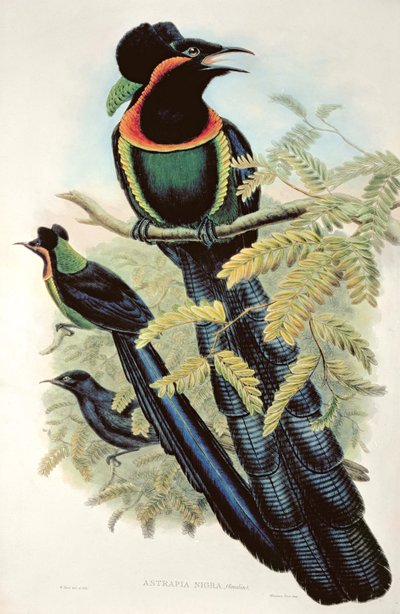 Astrapia Arfak, Astrapia Nigra - Uccello del Paradiso da M. Hart