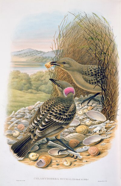 Chlamydera Nuchalis, Grande o Grande Bowerbird Grigio da M. Hart