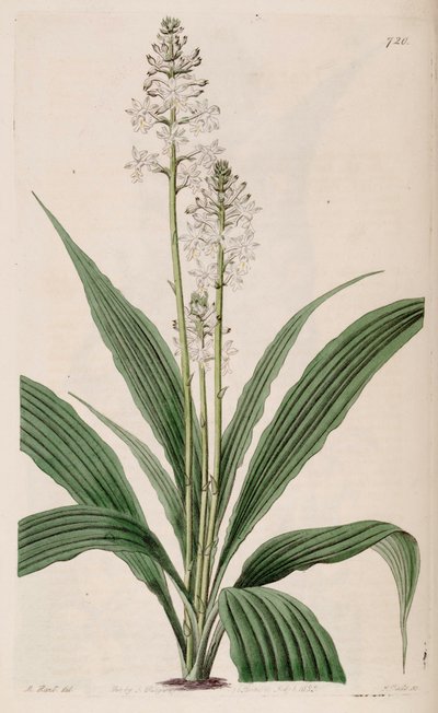 Illustrazione di Calanthe triplicata (come sin. Calanthe veratrifolia) (pianta) da M. Hart