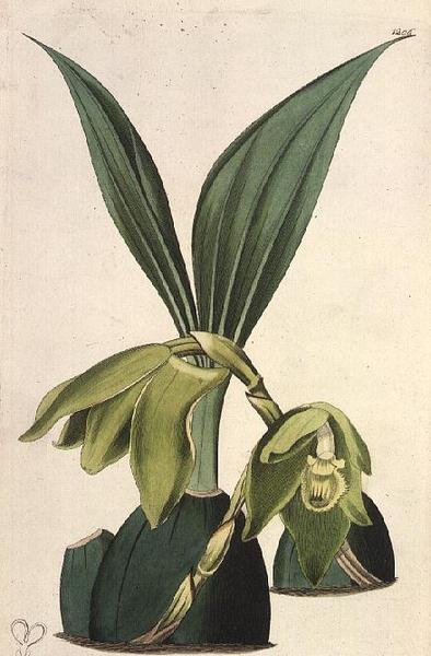 Orchidea: Maxillaria ciliaris, di M. Hart, pubblicata da I. Ridgway da M. Hart