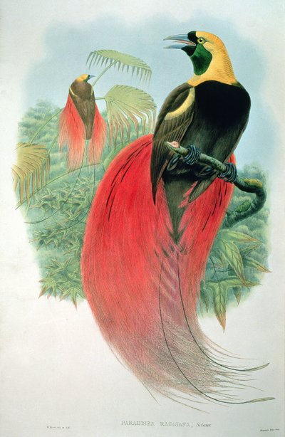 Paradisaea Raggiana da M. Hart