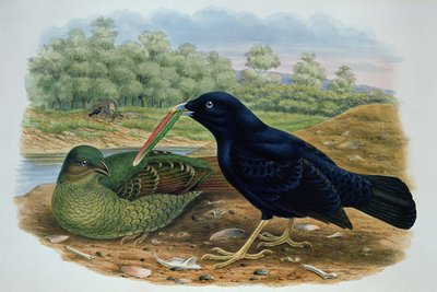 Ptilonorhyncus Violaceus, Uccello Satinato da M. Hart