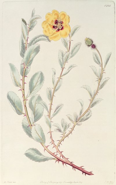 Rosa: persiana dal Registro Botanico, pubblicato nel 1829 da M. Hart