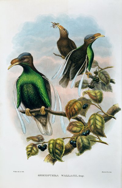 Ala standard di Wallace Semioptera Wallecei da M. Hart