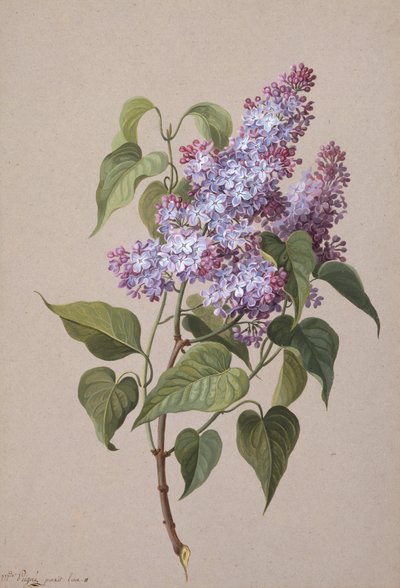 Lillà da Madame Peigne