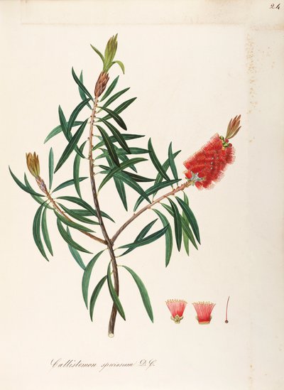 Albany Bottlebrush (Callistemon speciosum DC), Myrtaceae, arbusto con foglie persistenti, nativo dell