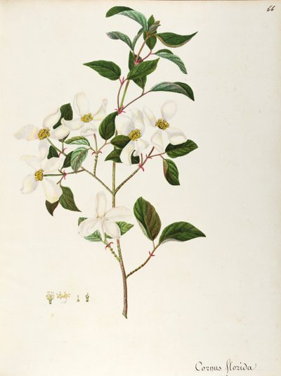 Corniolo in fiore (Cornus florida), Cornaceae, piccolo albero o arbusto originario del Nord America da Maddalena Lisa Mussino
